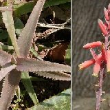 Aloe cremnophila (Somalia) available 10.5cm and 12cm Ø